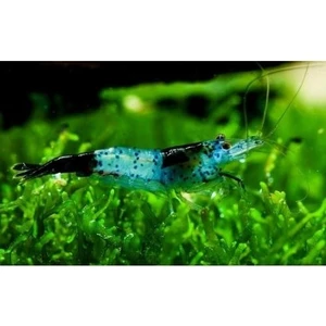 Karbon Rilly 10'lu Moss