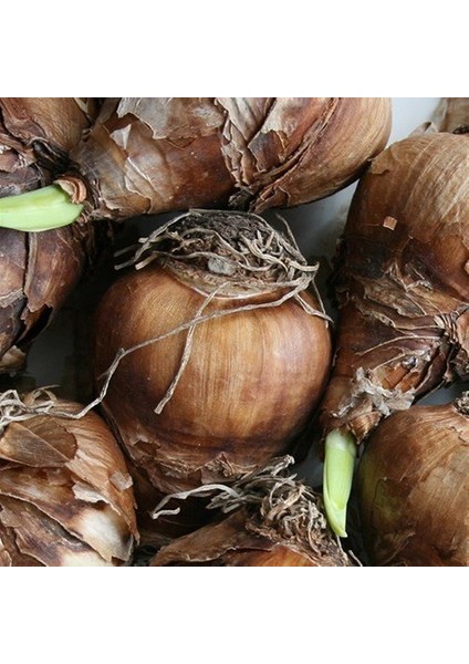 Sarı Cornish Dawn Nergis Soğanı (3 Adet) fiyatları