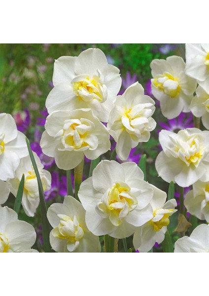 Katmerli White Cheerfulness Nergis Soğanı (3 Adet)