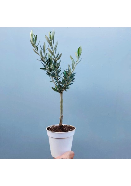 Ofis Için Uygun Beyaz Renk Orta Boy Saksıda Bonsai Zeytin Fidanı fırsatları