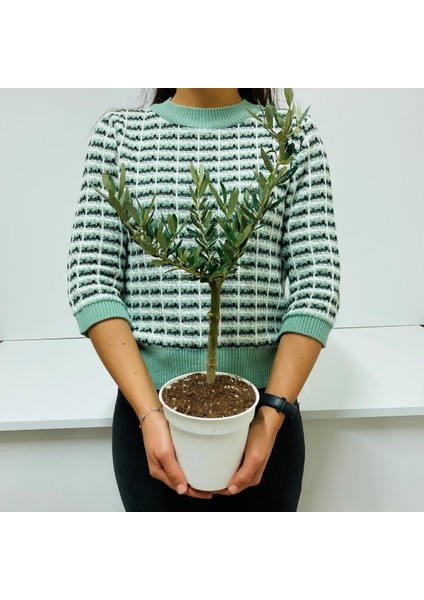 Ofis Için Uygun Beyaz Renk Orta Boy Saksıda Bonsai Zeytin Fidanı indirimleri