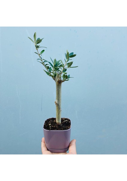 Ofis Için Uygun Eflatun Renk Lüks Saksıda Bonsai Zeytin Fidanı
