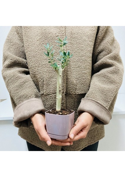 Ofis Için Uygun Eflatun Renk Lüks Saksıda Bonsai Zeytin Fidanı fiyatları