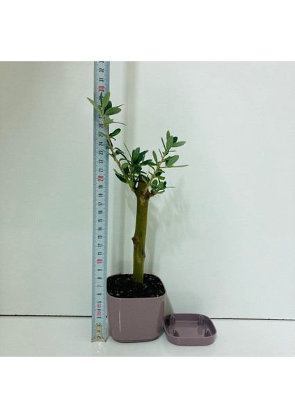 Ofis Için Uygun Eflatun Renk Lüks Saksıda Bonsai Zeytin Fidanı modelleri