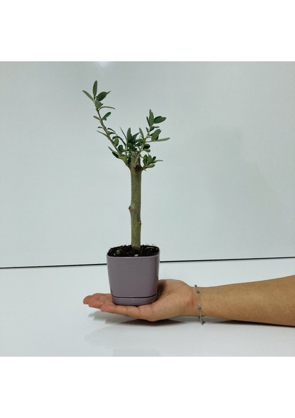 Ofis Için Uygun Eflatun Renk Lüks Saksıda Bonsai Zeytin Fidanı fırsatları