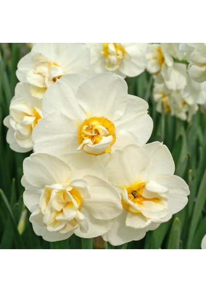 White Cheerfulness Katmerli Nergis Soğanı (3 Adet)