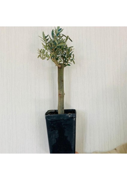 Büyük Boy Siyah Saksılı Uzun Ömürlü Bonsaiye Uygun Zeytin Fidanı fiyatları