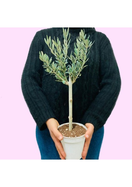 Orta Boy Beyaz Saksılı Uzun Ömürlü Bonsaiye Uygun Zeytin Fidanı fiyatları