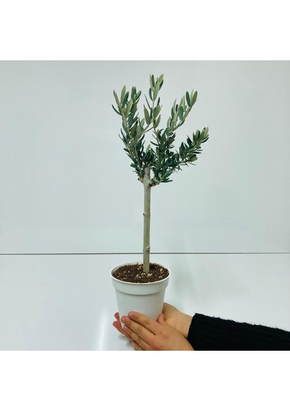 Orta Boy Beyaz Saksılı Uzun Ömürlü Bonsaiye Uygun Zeytin Fidanı modelleri