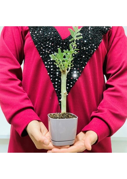 Lüks Mor Saksılı Uzun Ömürlü Bonsaiye Uygun Zeytin Fidanı fiyatları