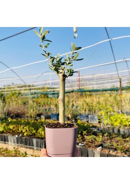 Lüks Mor Saksılı Uzun Ömürlü Bonsaiye Uygun Zeytin Fidanı modelleri