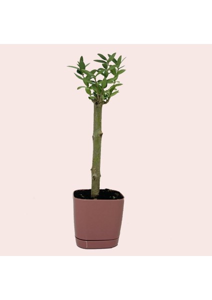 Lüks Pembe Saksılı Uzun Ömürlü Bonsaiye Uygun Zeytin Fidanı