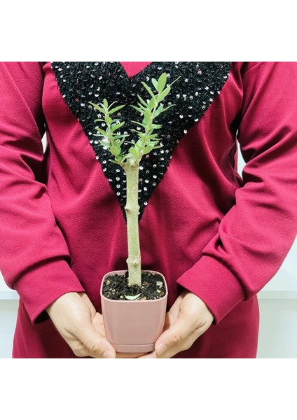 Lüks Pembe Saksılı Uzun Ömürlü Bonsaiye Uygun Zeytin Fidanı