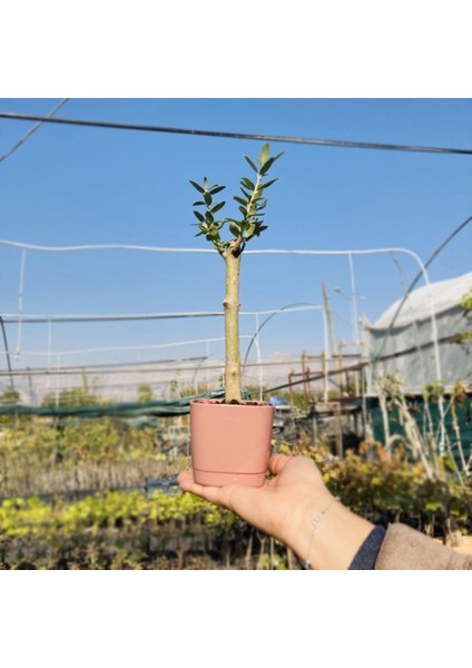 Lüks Pembe Saksılı Uzun Ömürlü Bonsaiye Uygun Zeytin Fidanı
