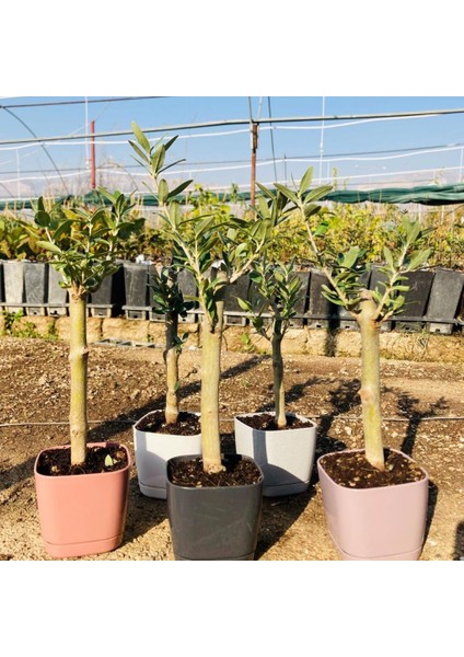 Lüks Pembe Saksılı Uzun Ömürlü Bonsaiye Uygun Zeytin Fidanı