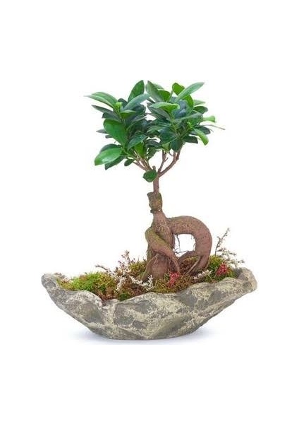 Taş Saksıda Bonsai
