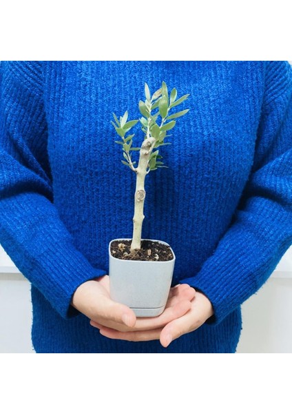 Gri Lüx Saksıda Bonsaiye Uygun Hediyelik Zeytin Fidanı fiyatları