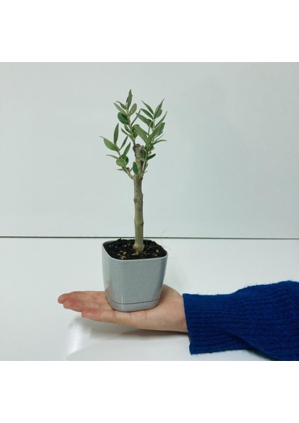 Gri Lüx Saksıda Bonsaiye Uygun Hediyelik Zeytin Fidanı modelleri