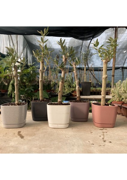 Gri Lüx Saksıda Bonsaiye Uygun Hediyelik Zeytin Fidanı fırsatları