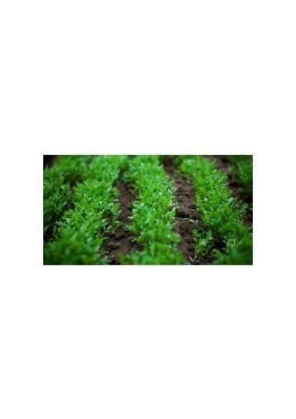 Tere Tohumu (6 Gr)
