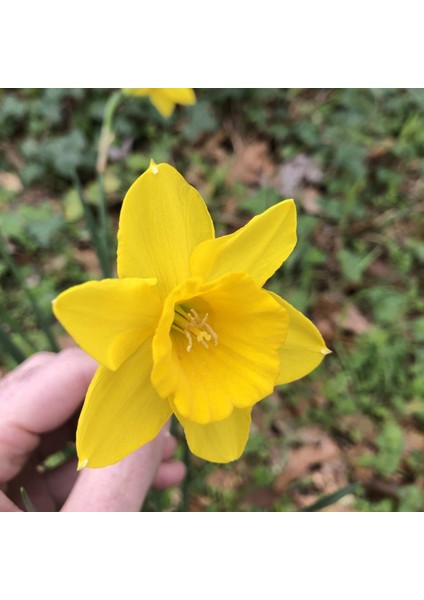 Rosemoor Gold Kokulu Nergis Soğanı (3 Adet)