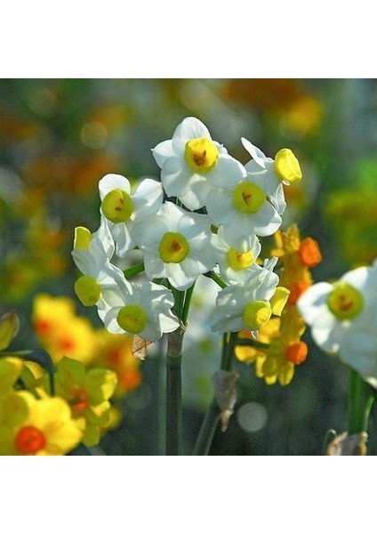 Nadir Çeşit Avalanche Nergis Soğanı (3 Adet)