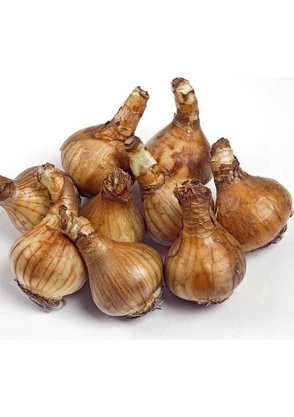 Nadir Çeşit Avalanche Nergis Soğanı (3 Adet) fiyatları