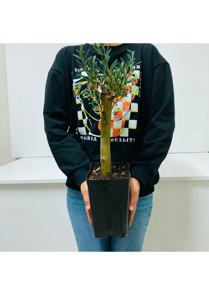 Bonsai Serisi Özel Üretim Siyah Saksıda Hediyelik Zeytin Fidanı Ücretsiz Kargo Ile fiyatları