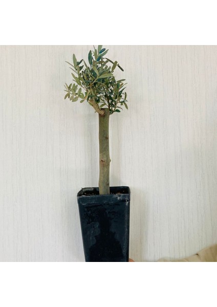 Bonsai Serisi Özel Üretim Siyah Saksıda Hediyelik Zeytin Fidanı Ücretsiz Kargo Ile modelleri