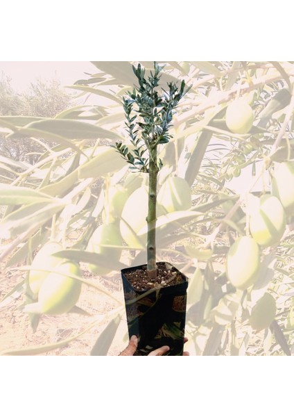 Bonsai Serisi Özel Üretim Siyah Saksıda Hediyelik Zeytin Fidanı Ücretsiz Kargo Ile fırsatları