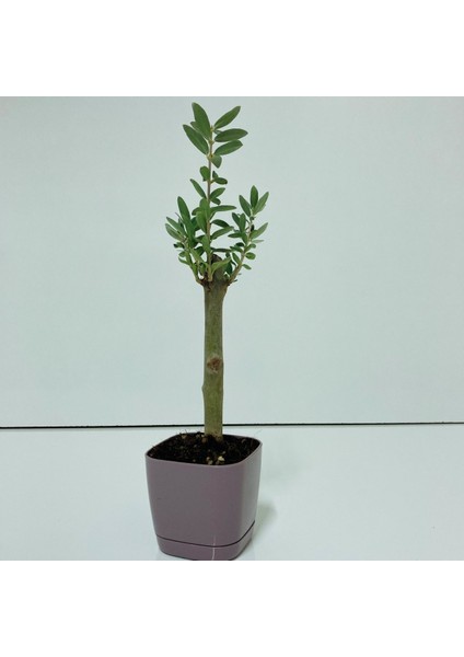 Bonsai Serisi Özel Üretim Purple Lüks Saksıda Hediyelik Zeytin Fidanı Kargo Ile