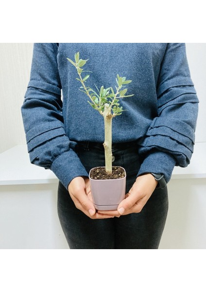 Bonsai Serisi Özel Üretim Purple Lüks Saksıda Hediyelik Zeytin Fidanı Kargo Ile fiyatları