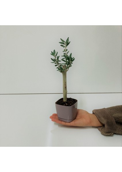 Bonsai Serisi Özel Üretim Purple Lüks Saksıda Hediyelik Zeytin Fidanı Kargo Ile modelleri