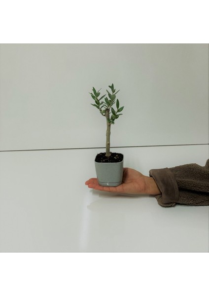 Bonsai Serisi Özel Üretim Grey Lüks Saksıda Hediyelik Zeytin Fidanı Kargo Ile modelleri