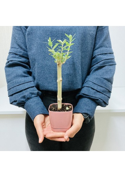 Bonsai Serisi Özel Üretim Pink Lüks Saksıda Hediyelik Zeytin Fidanı Kargo Ile fiyatları