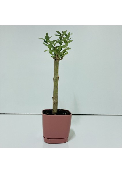 Bonsai Serisi Özel Üretim Pink Lüks Saksıda Hediyelik Zeytin Fidanı Kargo Ile indirimleri