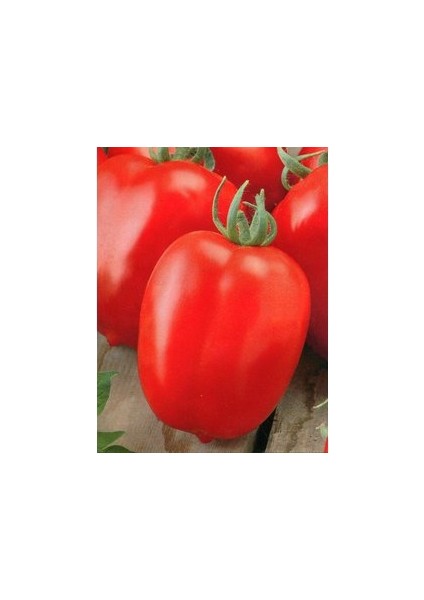 100 Adet Tohum Geleneksel Bursa Domates Tohumu Saksı Toprak