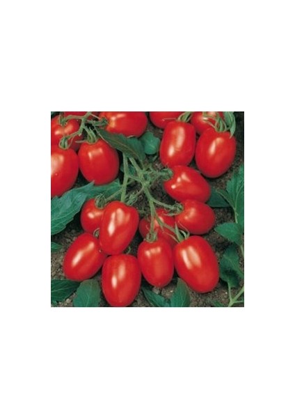 50 Adet Tohum Cherry Çeri Domates Tohumu Saksılık Saksı Toprak