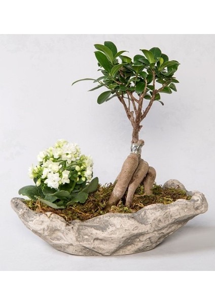 Doğa Çiçekçilik Taş Saksıda Bonsai Ve Kalanşo