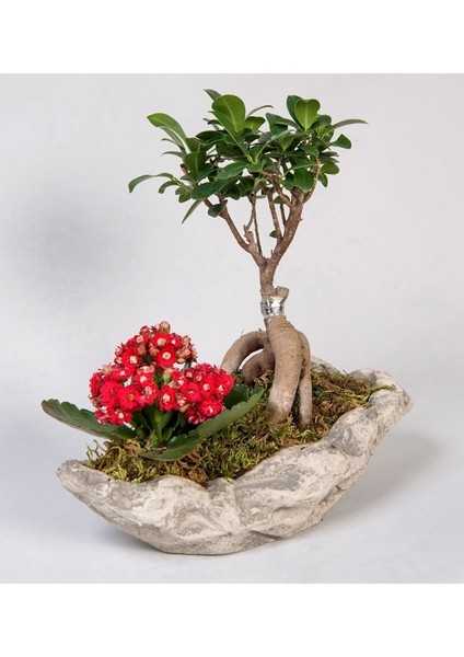 Beton Saksıda Bonsai Ve Kalanchoe Kalanşo