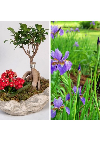 Taş Saksıda Bonsai Ve Kalanşo + 5 Alman Zambağı Soğanı