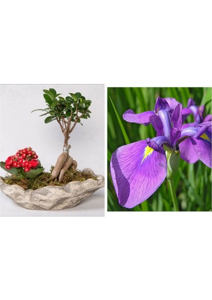 Taş Saksıda Bonsai Ve Kalanşo + 5 Alman Zambağı Soğanı
