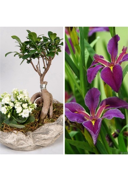 Taş Saksıda Bonsai Ve Kalanşo + 5 Alamn Zambağı Soğanı