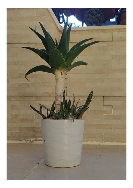 Seramik Saksıda Sarısabır Bonsai