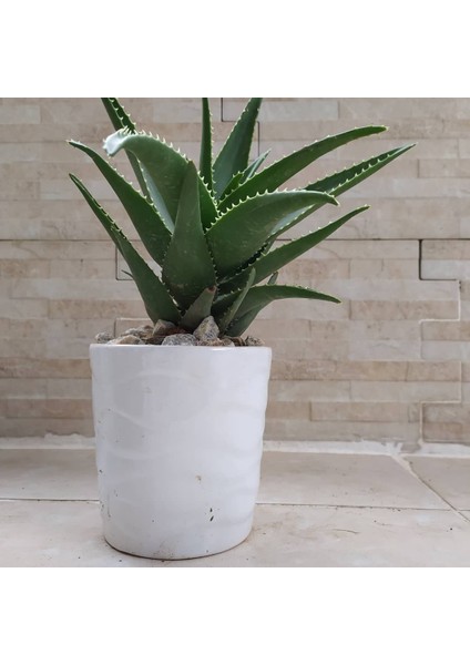 Seramik Saksıda Bonsai Sarısabır