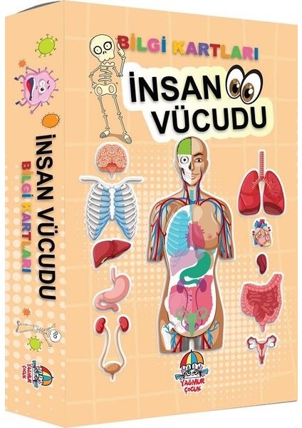 İnsan Vücudu - Bilgi Kartları