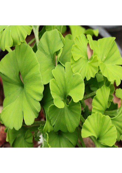 Tüplü Ginkgo Biloba Mabet Ağacı Fidanı (5-15 Cm)