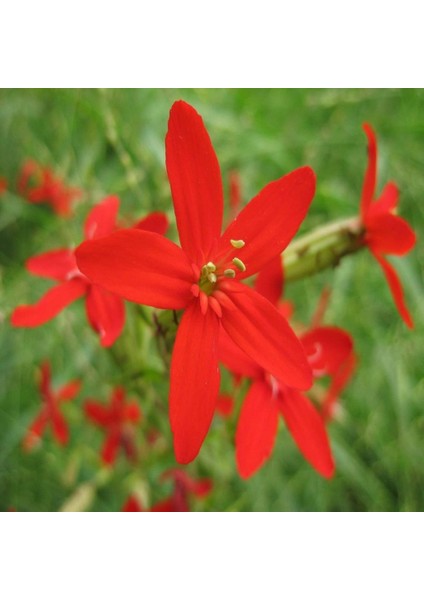Kırmızı Renkli Silene(Nakil) Çiçeği Tohumu(20 Tohum)