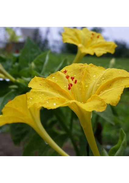 Sarı Rüya Yellow Akşam Sefası Çiçeği Tohumu(20 Tohum)