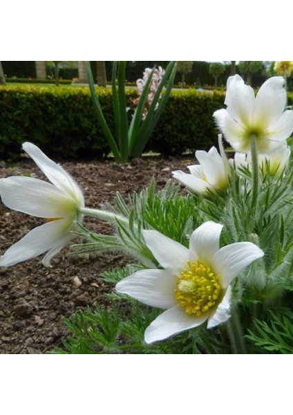 Anamur Naturel Beyaz Pulsatilla Vulgaris Dağ Lalesi Çiçeği Tohumu (5 Tohum)